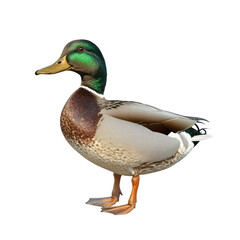 Obraz premium Mallard Duck Portrait on Transparent Background