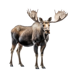 Obraz premium Moose with Antlers on Transparent Background