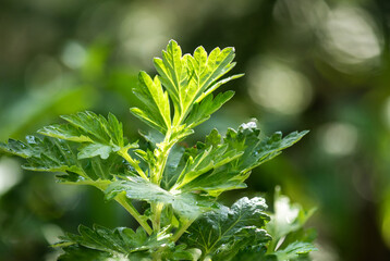 Artemisia annua branch green leaves on natural background.