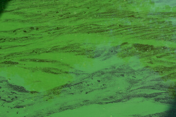 Wolffia globosa floating on water background.