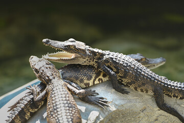 crocodiles get together on a crocodile farm in Thailand