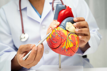 Cardiovascular disease CVD, doctor with heart human model anatomy for treatment patient in hospital.