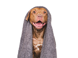 Cute dog and blue towel. Grooming dog. Close-up, indoors. Studio shot. Concept of care, education, obedience training and raising pets
