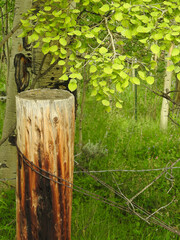 Fototapeta premium A wooden post stands among lush green vegetation, wrapped with barbed wire. Bright green leaves dangle from a nearby tree, adding a touch of vibrancy to the scene.