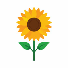 Obraz premium A single yellow sunflower with dark brown center and green leaves on white background.