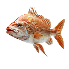 Obraz premium Red Snapper Fish Isolated on Transparent Background