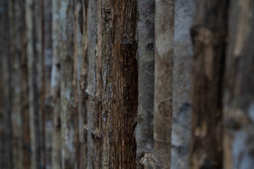 Close-up focus on a wooden surface showcasing intricate textures and warm colors.