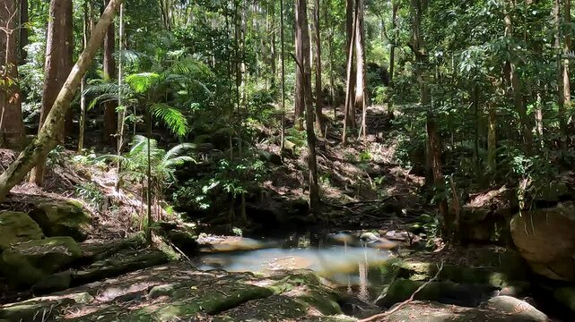 Rainforest on Kondalilla Falls Trail: Iconic Bushwalks and Hiking Trails in the Sunshine Coast Hinterland, Queensland