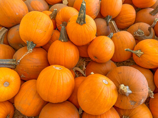 Large piles scattering of small pumpkins and gourds at a pumpkin patch in October for a Fall Festival
