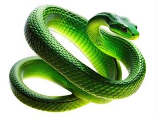 Fototapeta premium Elegant green snake silhouette, a wildlife photography masterpiece.