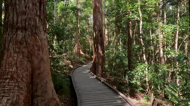 Rainforest on Kondalilla Falls Trail: Iconic Bushwalks and Hiking Trails in the Sunshine Coast Hinterland, Queensland