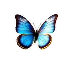 Fototapeta premium butterfly isolated on white