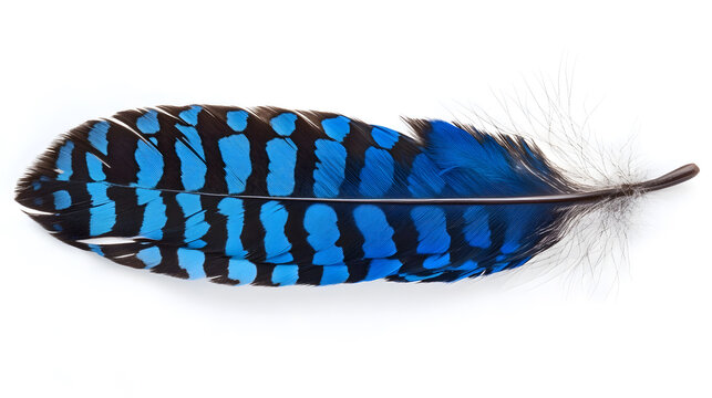 A single blue jay feather isolated on white background