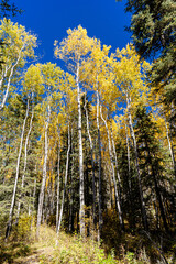 Fototapeta premium A forest with many trees and a blue sky