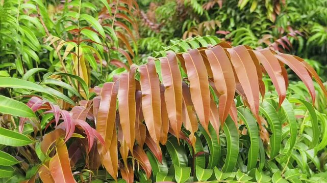 Kelakai plants (Stenochlaena Palustris) grow wild and abundantly in the tropical nature of Kalimantan