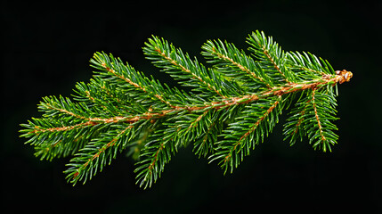 Fototapeta premium Green Christmas pine twig
