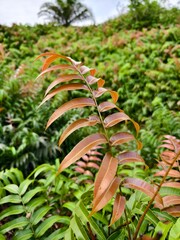 Kelakai plants (Stenochlaena Palustris) grow wild and abundantly in the tropical nature of Kalimantan © RMX IMG