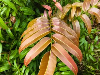 Kelakai plants (Stenochlaena Palustris) grow wild and abundantly in the tropical nature of Kalimantan © RMX IMG