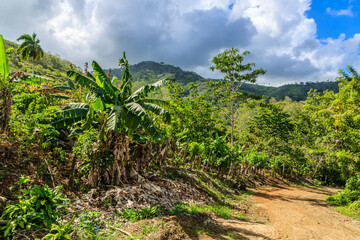 A lush green forest with a dirt road leading through it