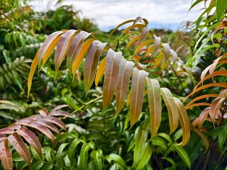 Kelakai plants (Stenochlaena Palustris) grow wild and abundantly in the tropical nature of Kalimantan © RMX IMG