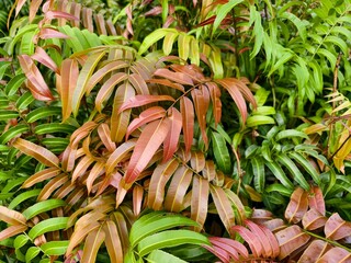 Kelakai plants (Stenochlaena Palustris) grow wild and abundantly in the tropical nature of Kalimantan © RMX IMG