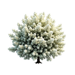 A tree with white flowers blooming