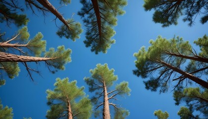 Green Forest Sun Sky Pine Bamboo Trees Jungle Canopy Background Summer Spring Autmn Camping Travel