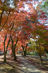 Fototapeta premium 興聖寺 参道脇の紅葉 京都府宇治市
