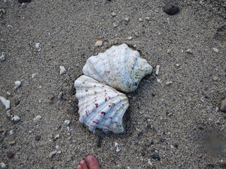 A person s foot is positioned right next to a shell found on the sand Whitsunday Island, Queensland, Australia