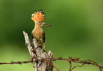 Eurasian hoopoe bird in early morning light ( Upupa epops ) © Piotr Krzeslak