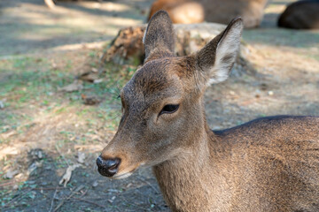 View of the deer at Nara Park in Japan