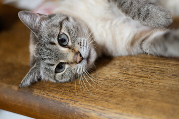 テーブルの上で寝ころがって見つめる猫　シャムトラ猫