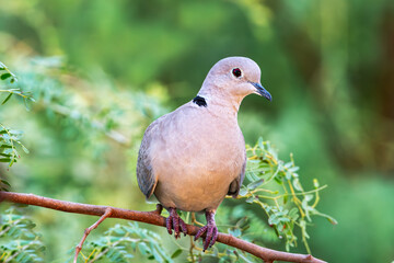 Perched Serenity: The Stillness of a Pigeon"