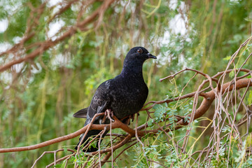 Perched Serenity: The Stillness of a Pigeon"