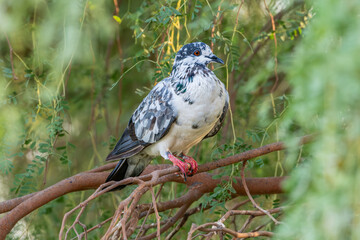 Perched Serenity: The Stillness of a Pigeon"