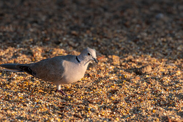 
"Graceful Quest: A Dove in Search of Dinner"