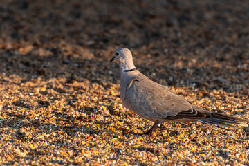 
"Graceful Quest: A Dove in Search of Dinner"