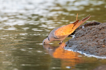 
"Elegance at the Water's Edge: A Dove's Graceful Sip"