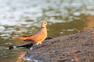 
"Tranquil Beauty: A Dove by the Lakeside"