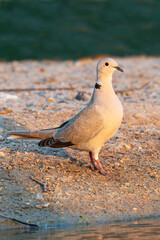 
"Graceful Quest: A Dove in Search of Dinner"