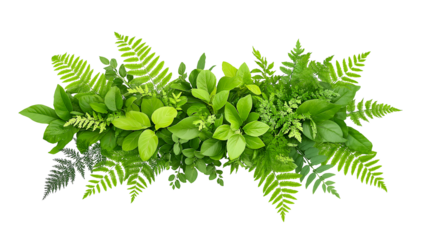 lush green tropical plants bush, fresh cluster of leaves isolated on transparent white background. cutout png