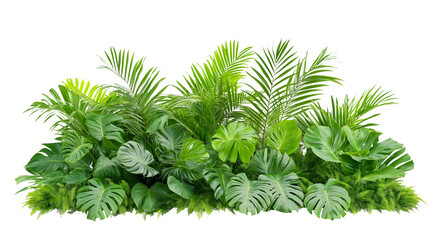 lush green fresh tropical plants bush, a cluster of leaves isolated on transparent white background. cutout png