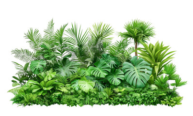 lush green fresh tropical plants bush, a cluster of leaves isolated on transparent white background. cutout png