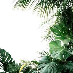 Fototapeta premium Tropical Leaves Close-up on Transparent Background