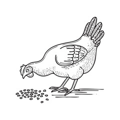 Obraz premium Fowl pecking seeds in farm field