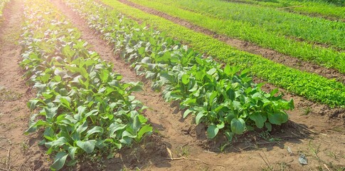 beautiful view in a green farm field with rows of rural plants and vegetables with amazing sunset...