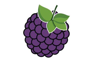 Blackberry vector illustration