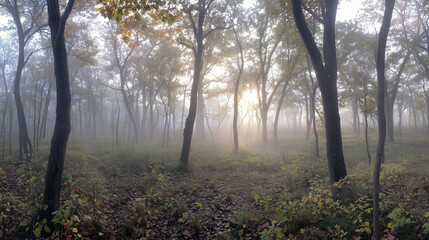 Panoramic view of forest with morning fog.