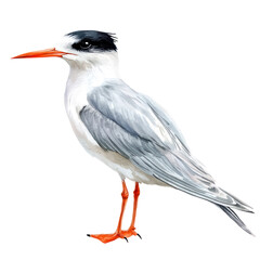 Obraz premium Elegant Seabird on Transparent Background