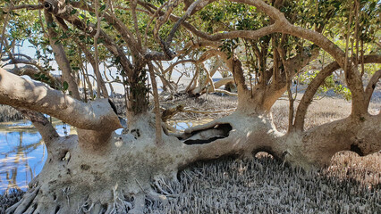 Port Keraudren mangroves forest west coast of Australia